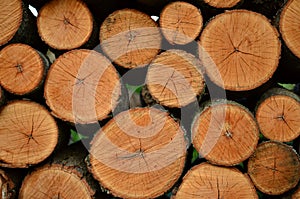 Cut and stacked firewood logs