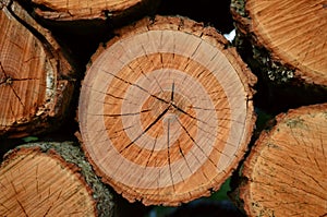 Cut and stacked firewood logs closeup