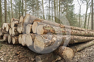 Cut and stacked pine timber in the forest after felling waiting to be transported