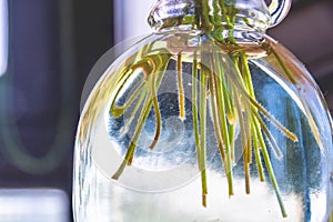 Cut stems background in bottle of water closeup