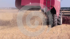 The cut straw flies out from under the combine harvester. The beginning of harvesting grain. Fresh video news from the fields.