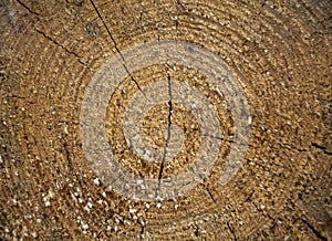 Cut surface of a felled tree lying in the stack of wood