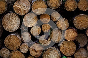 Cut surfaces from the chain saw on felled trees in the wood stack