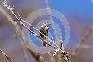 Cut-throat finch Amadina fasciata on a branch.