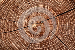 Cut timber with growth rings