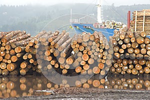 Cut Timber Waiting to Export Logging Shipyard