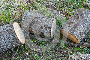 Firewood logs on ground