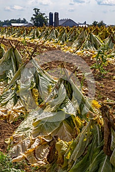 The Cut Tobacco Drying in Field