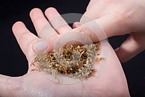 Cut tobacco in hand as smoking concept