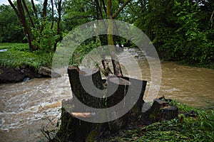 Cut tree barks against a rainforest background
