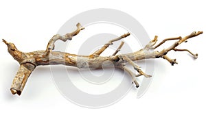 Cut tree branch lying on ground