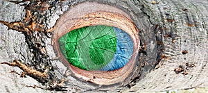 A cut of a tree branch, similar to an eye. Old wooden surface, texture for the background. Bark texture, tree trunk in