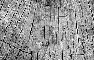 Cut tree cracked stump surface texture. Cutting a cross-tree with annual rings background, close-up. black and white photo