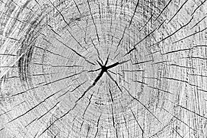 Cut tree cracked stump surface texture. Cutting a cross-tree with annual rings background, close-up. black and white photo