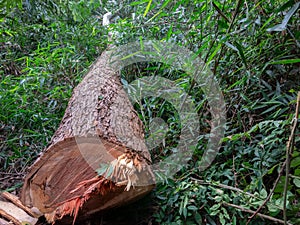 Cut tree eucaliptus deforestation