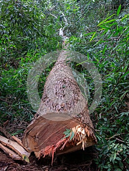 Cut tree eucaliptus deforestation