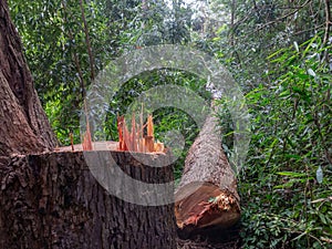 Cut tree eucaliptus deforestation