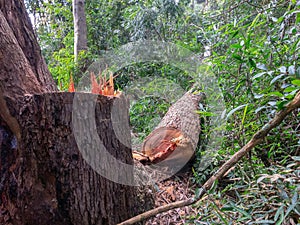 Cut tree eucaliptus deforestation