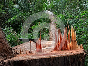 Cut tree eucaliptus deforestation