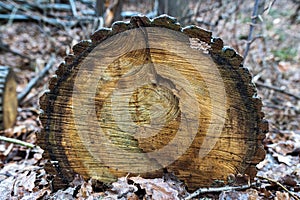 Cut a tree in an ice covered forest