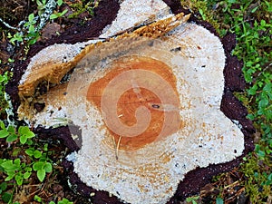 Cut tree revealing age in year rings in summer forest