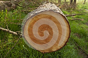 Cut tree rings in forest