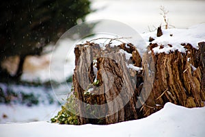 Cut tree and snow during winter snowing day, log under snow. Winter concept.