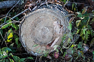 Cut Tree Stump with Age Rings Visible