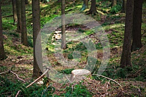 Cut tree stump forest fresh nobody marking mark sign