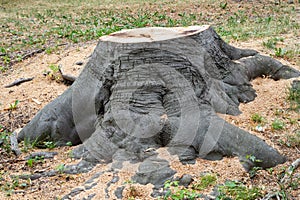 Cut tree stump oak trunk old timber