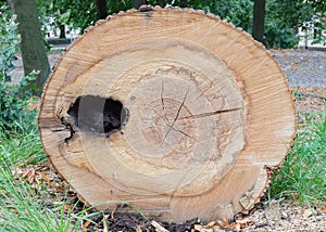 Cut tree stump oak trunk old timber
