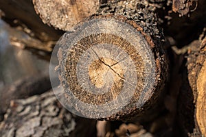 Cut tree stump surface as a background