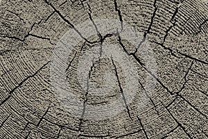 Cut tree stump surface as a background