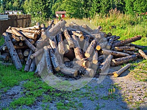 Cut tree stumps on the grass in summer day