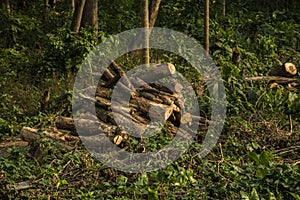 cut tree stumps and logs show that deforestation engendering environment