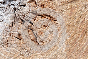 cut tree texture. grunge wooden backdrop background