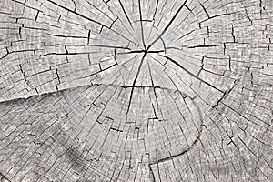 Cut tree trunk - annular rings