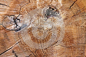Cut tree trunk - annular rings photo
