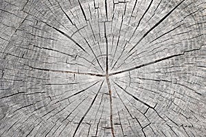 Cut tree trunk - annular rings photo