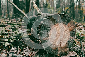 Cut tree trunk in autumn forest