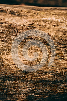 Cut tree trunk background and texture. Wood texture of cut tree trunk. Close up view of old wood texture.