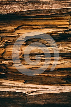 Cut tree trunk background and texture. Wood texture of cut tree trunk. Close up view of old wood texture.