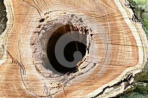 Cut tree trunk - a hole in wood