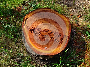 Cut tree trunk remains