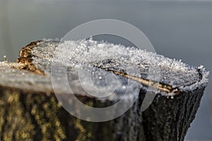 Cut tree trunk with snow