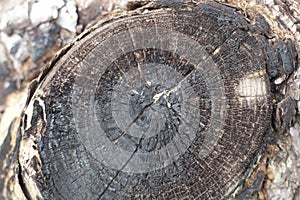 Cut tree trunk texture