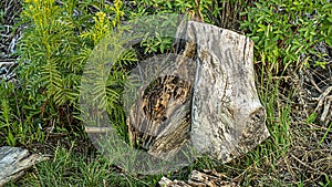 Cut Tree Trunk in the forest