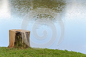 Cut tree trunk to serve as a bench to sit in front of the lake