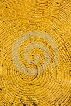 A cut tree trunk with visible age circles. Natural pattern