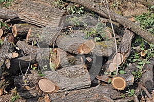 Cut tree trunks heap sunlit